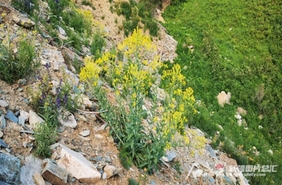 阿勒泰地区发现4种野生板蓝根